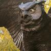 20171129_Owl_statue_008.jpg